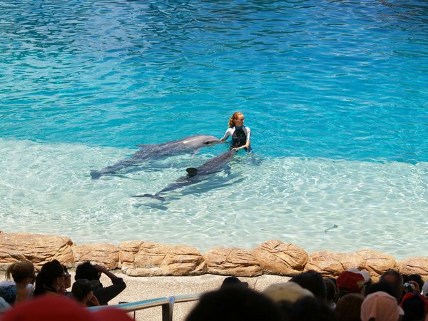 Quels sont les meilleurs spots pour une plongée avec les requins-marteaux aux Galápagos?